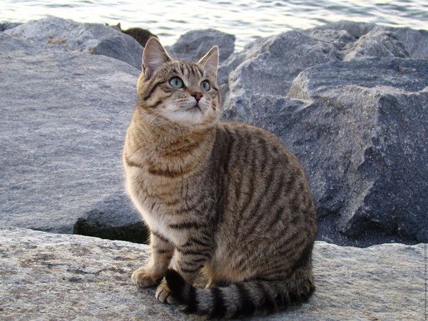 Photo de chat européen à poil court
