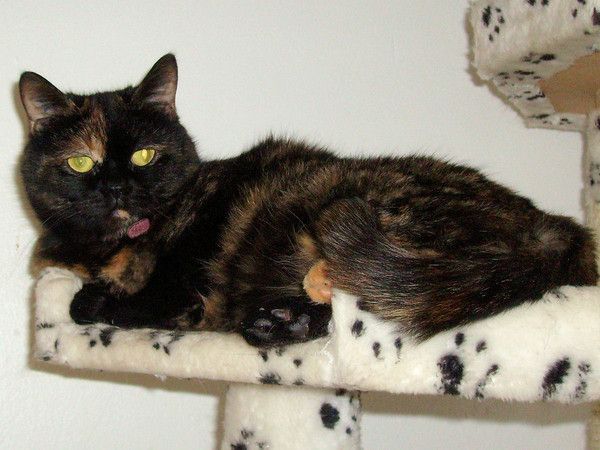 chat isabelle ou écaille de tortue