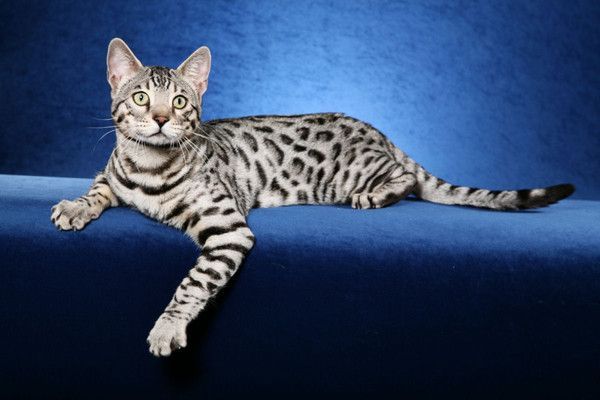 Photo de chat bengale léopard