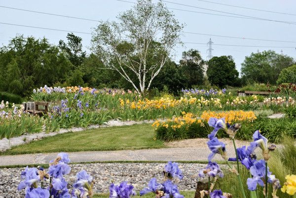 Photo du parc floral de Bordeaux Lac - Les iris