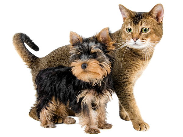 Photo de chat et chien (tube-png)