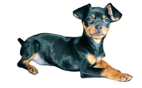 Photo de chiot teckel