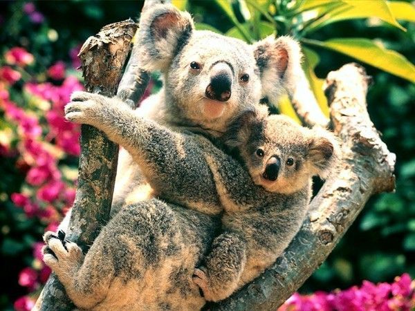 Photo de koala