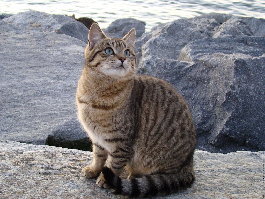 Photo de chat européen à poil court Photo de chat européen à poil court