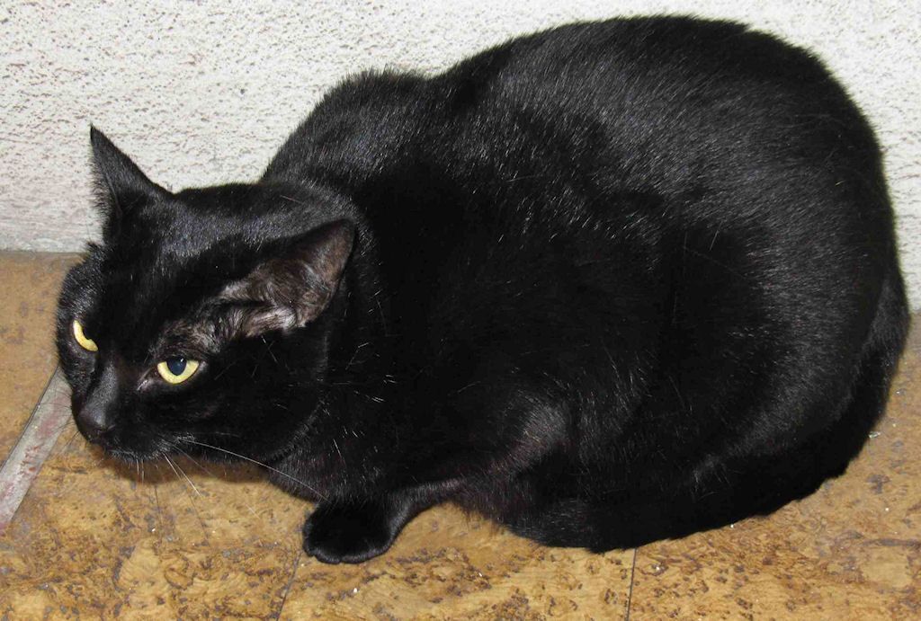 Photo de chat européen noir