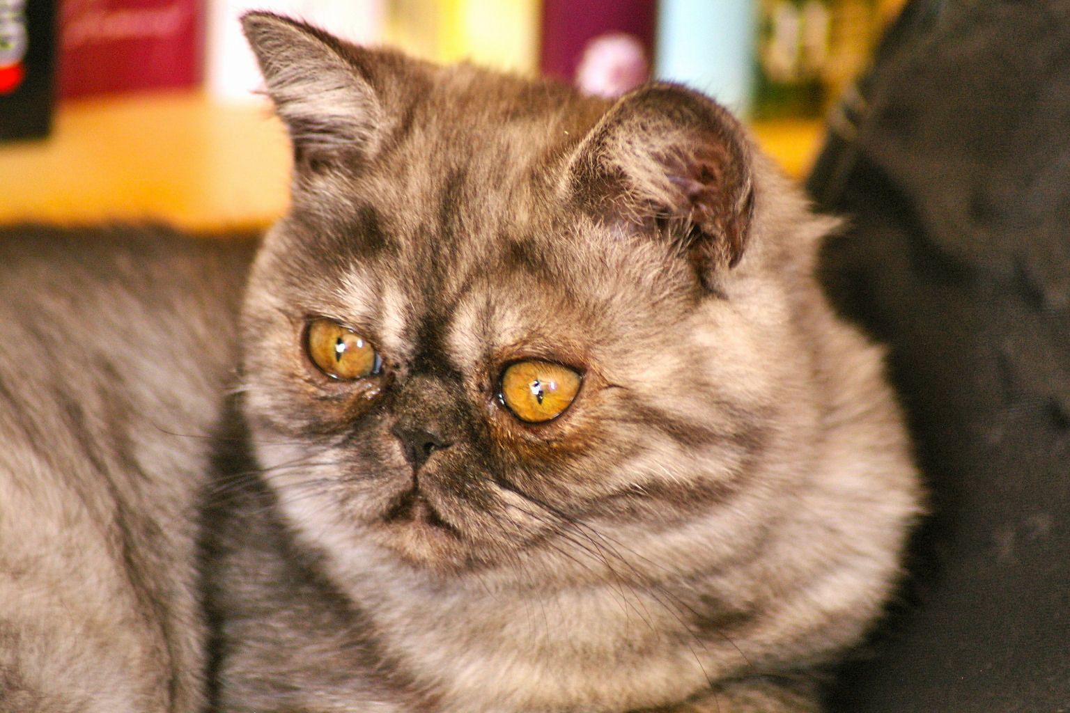 Photo de chat Exotic Shorthair tabby mackerel bleu