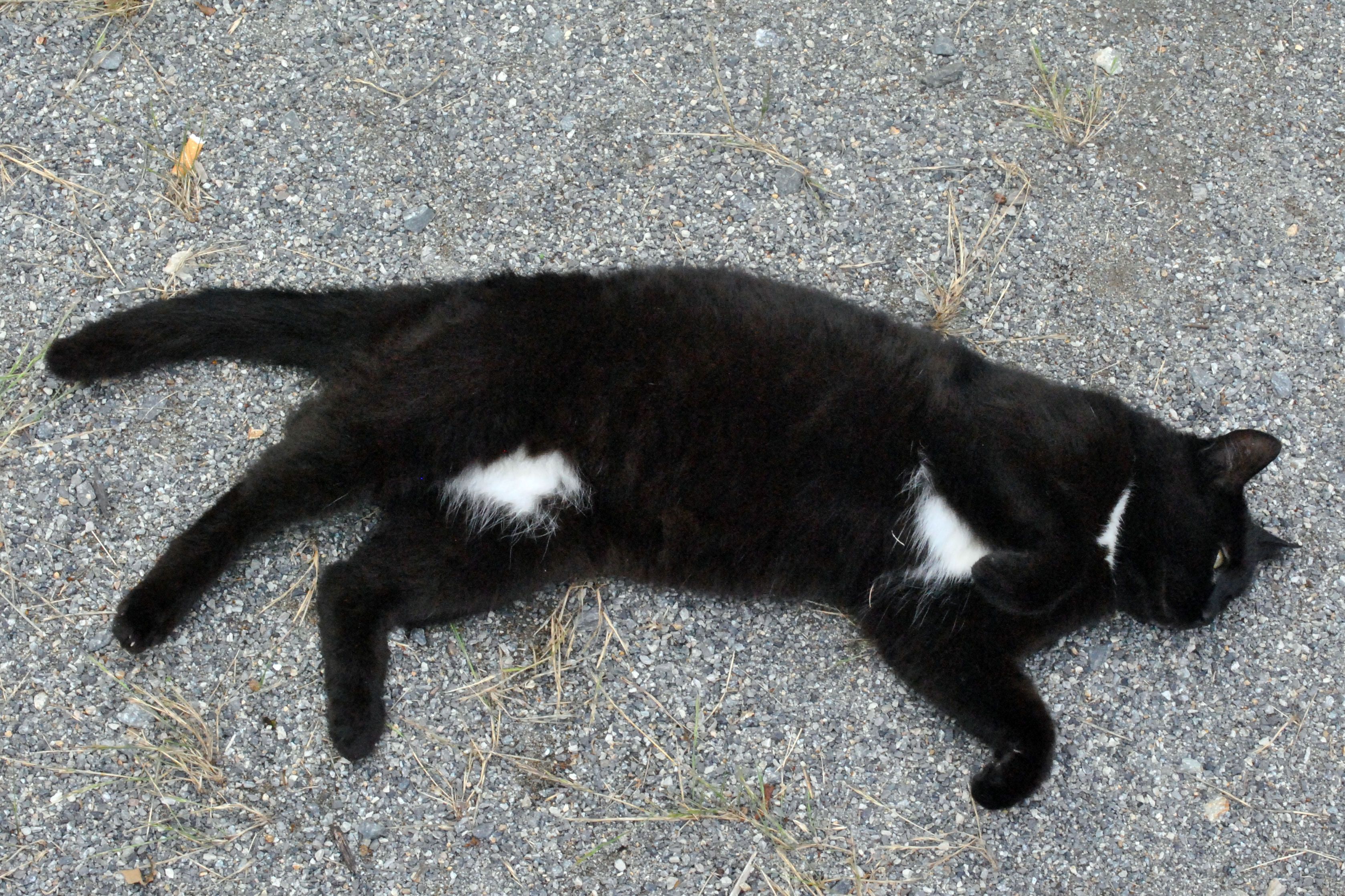 chat blanc tache noir race