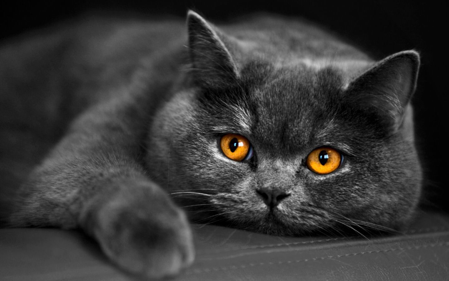 Photo de chat British shorthair bleu